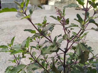 Ocimum tenuiflorum sacred basil  black strain twig