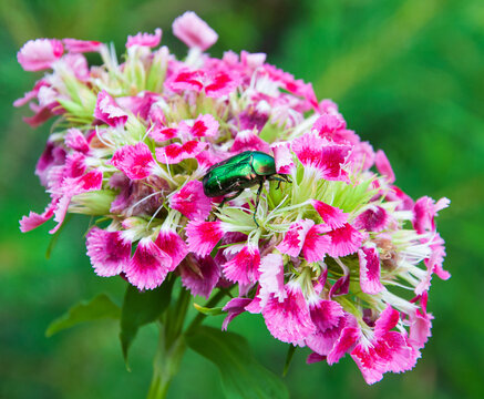 beautiful blooming summer flowers and plants