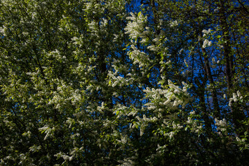 Bird cherry, Prunus padus blossoms on tree.