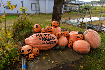 halloween pumpkin patch