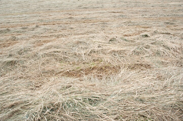 hay cut to dry in field for fodder