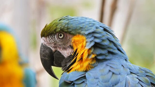 Macro close up showing detail face of macaw parrot with blinking eyes