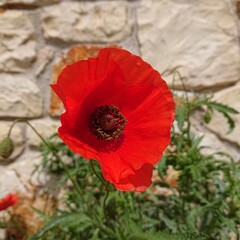 red poppy flower in front of a stone wall