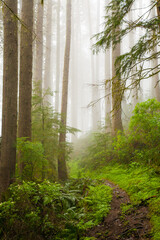 Neakahne Mountain trail on the north Oregon coast near Rockaway.