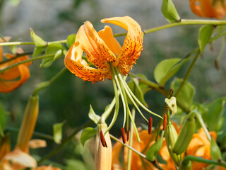 (Lilium Henryi) Macro sur Fleur de lis de Henry suspendu, tépales recourbés, orange, ponctués de traits sombres, longue étamines aux anthères rouge sombre © Marc