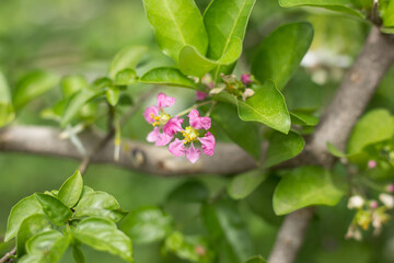 Pink Flower of Barbados or Acerola Cherry flower