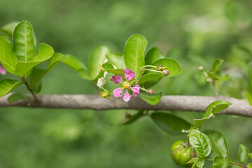 Pink Flower of Barbados or Acerola Cherry flower