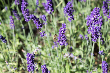 Detail of a bee with sits on muscari