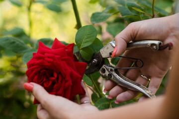A beautiful red rose in the gardener's hand. A woman with garden pruners cuts off dry buds. Care of...