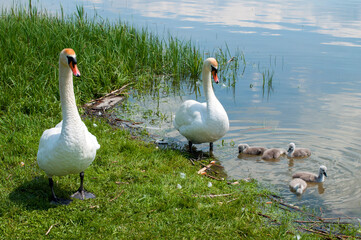 a white swan female with small swans swims in a pond