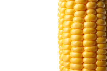 Fresh raw corn isolated on white background