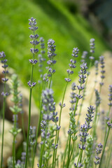Purple Lavender blossom on green background. Soft focus on lavender flower. Wild violet lavender blooming. Provence nature. Closeup, selective focus, blurred, low key