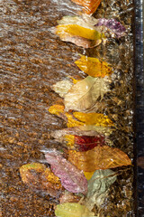 autumn leaves water stream