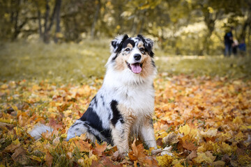 Obraz premium Australian shepherd is sitting in nature around are leaves. She is so cute dog.