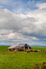 Fototapeta na wymiar Barn and herd of cattle near Christmas Valley, Oregon.