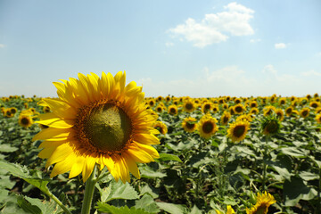 Obraz premium Field of beautiful sunflowers against sky. Summer nature