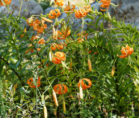 (Lilium henryi) Hampes florales rigides et ramifiée du lis de Henry aux tépales suspendus et recourbés de couleur orange marqués de fins trait bruns © Marc