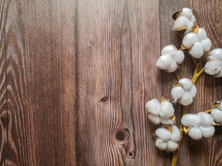 Flat lay with cotton flower on dark wooden surface. Copy space, top view, from above. Greeting card and invitation template.