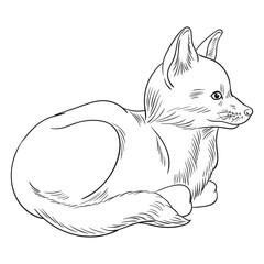 Hand drawn vector of fox cub. Black and white stock illustration of young fox for coloring.