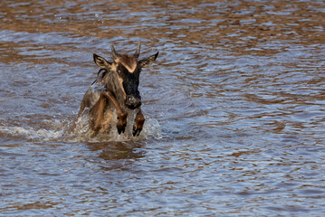 Wildebeest jumping and crossing the Mara river, Kenya