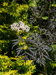 Flowering of black elderberry (Sambucus nigra) porphyrophylla 'Eva on blurred yellow-green background of Thuja occidentalis Aurea. Selective focus. White inflorescences on branch with purple leaves.