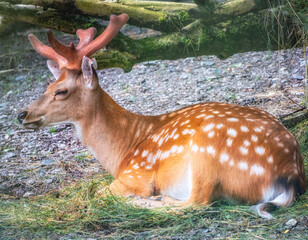 A sika deer Lying on the ground and grass