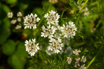 Flowering coriander plant (Coriandrum sativum, Chinese parsley) with white pink flowers. Cilantro small flowers blooming in the herb garden. Closeup, selective focus, herbal background.