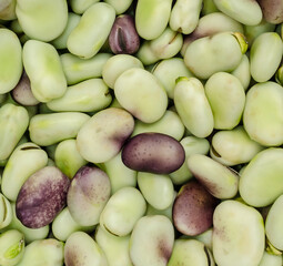 The texture of green beans close-up. Bean Harvest