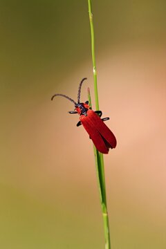 Red beetle (family: net-winged beetles) climbing on blades of grass. Bokeh. Close up.