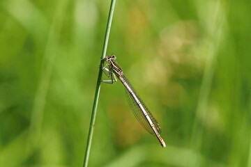White-legged damselfly sitting on a stalk of grass. Bokeh. Macro.