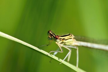 White-legged damselfly sitting on a stalk of grass. Bokeh. Macro.