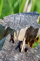 A pair of locusts before the 