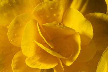 Pelargonium and gerarium  with water drops after the rain