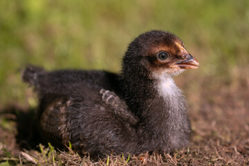 junges Maran Huhn Küken