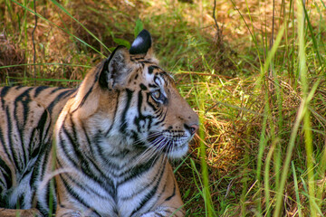 Portrait of Royal Bengal Tiger in Bandhavgarh National Park, Madhya Pradeh, India