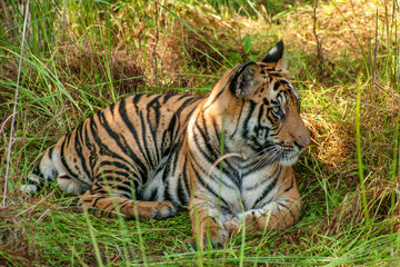 Fototapeta na wymiar Portrait of Royal Bengal Tiger in Bandhavgarh National Park, Madhya Pradeh, India