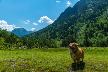 perro en plena naturaleza