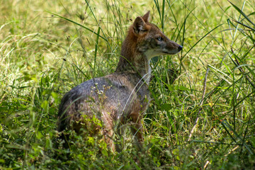 Golden jackal in Bandhavgarh National park, India