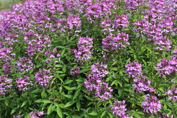 Spinnenblume