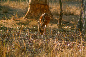 Spotted deer found in the forest of Bandhavgarh National Park, Madhya Pradesh, India.