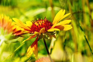 Beautiful composition of a garden flower.