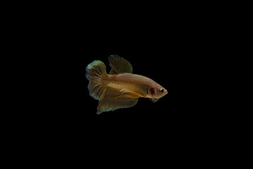 Siamese Fighting Fish Isolated on Black Background