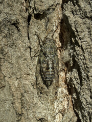 Adult Cicada on Poplar bark