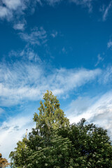 Obraz premium sky and trees macro, nacka, stockholm, sverige, sweden