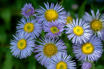 Fototapeta premium yellow flowers in the gardenI nsect, macro, nacka, stockholm, sverige, sweden 