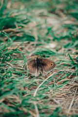 A range of shots from the country side