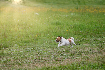 Jack Russell Terrier dog running across the green field. Sun flare effect. Dog coursing outdoor. Blurred defocused background