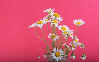 a bouquet of chamomile flowers on a red background