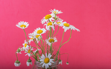 a bouquet of chamomile flowers on a red background