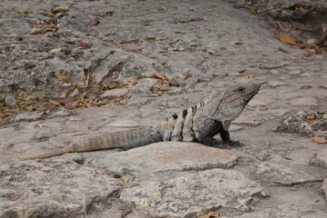 Portrait  of Spiny tailed Iguana at the Tulum archaeological site, Tulum, Mexico.